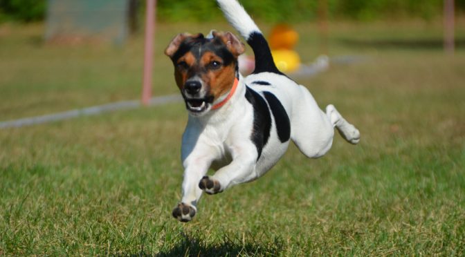 Hunderennen am 26.09.2021